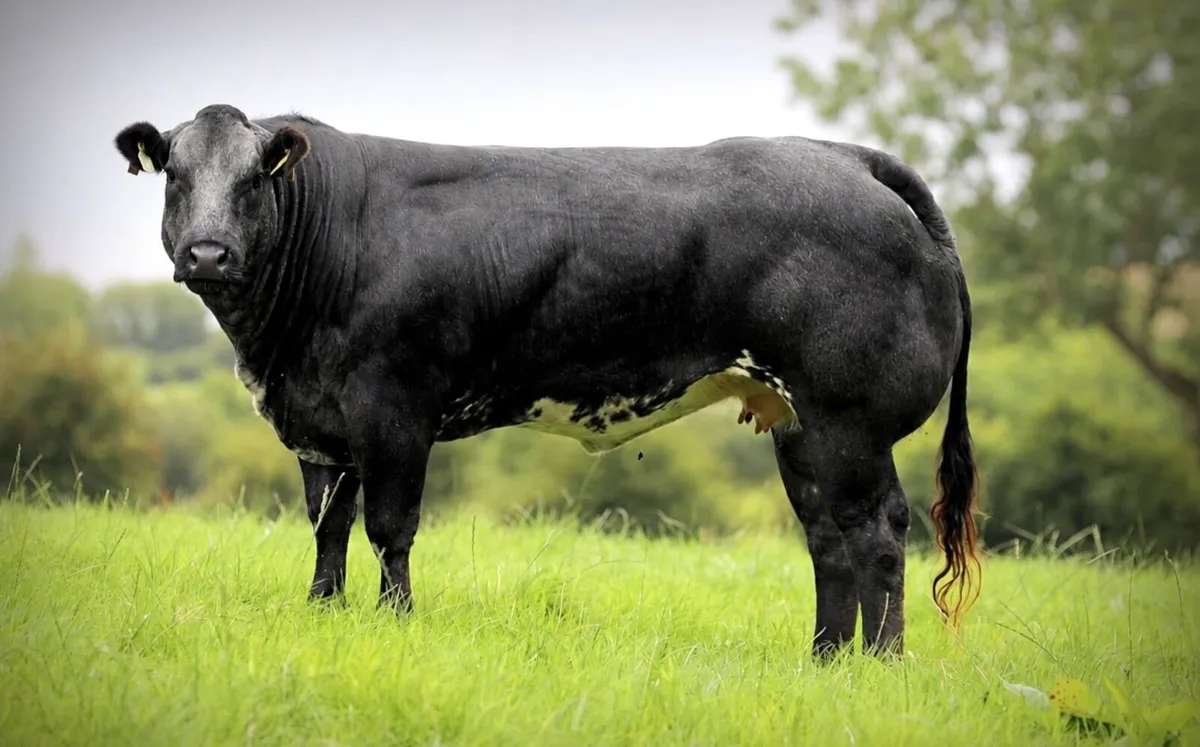 Show Incalf Heifers for sale - Image 3
