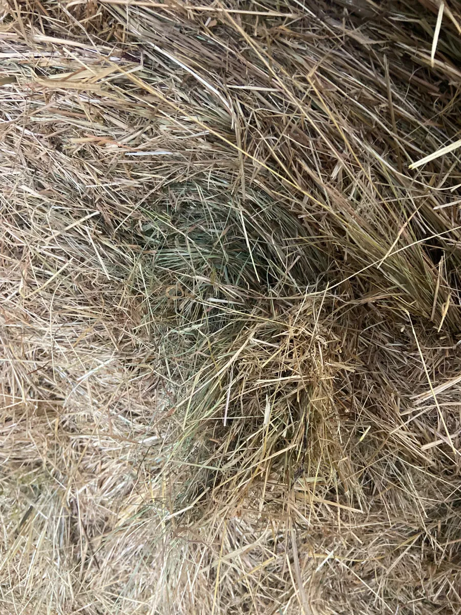 Hay - Image 2