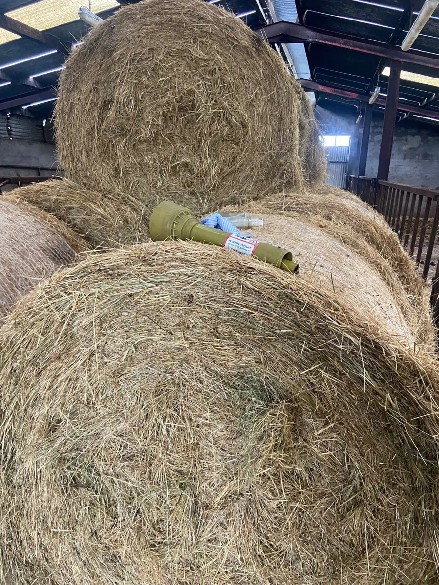Hay - Image 1