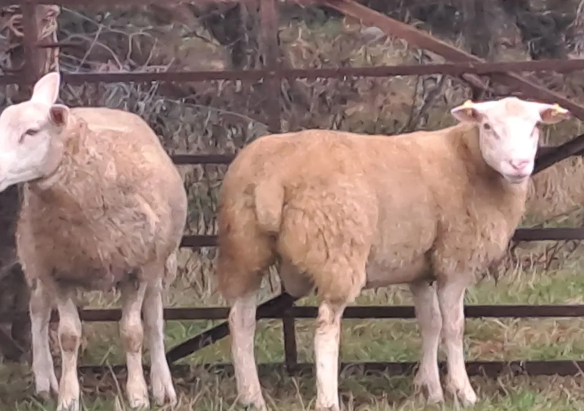 Berrichon Ram Lambs  for Sale - Image 2