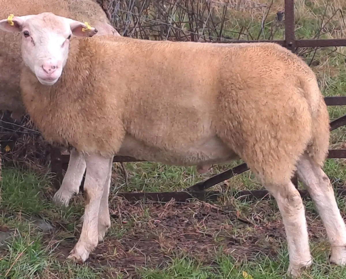 Berrichon Ram Lambs  for Sale - Image 1