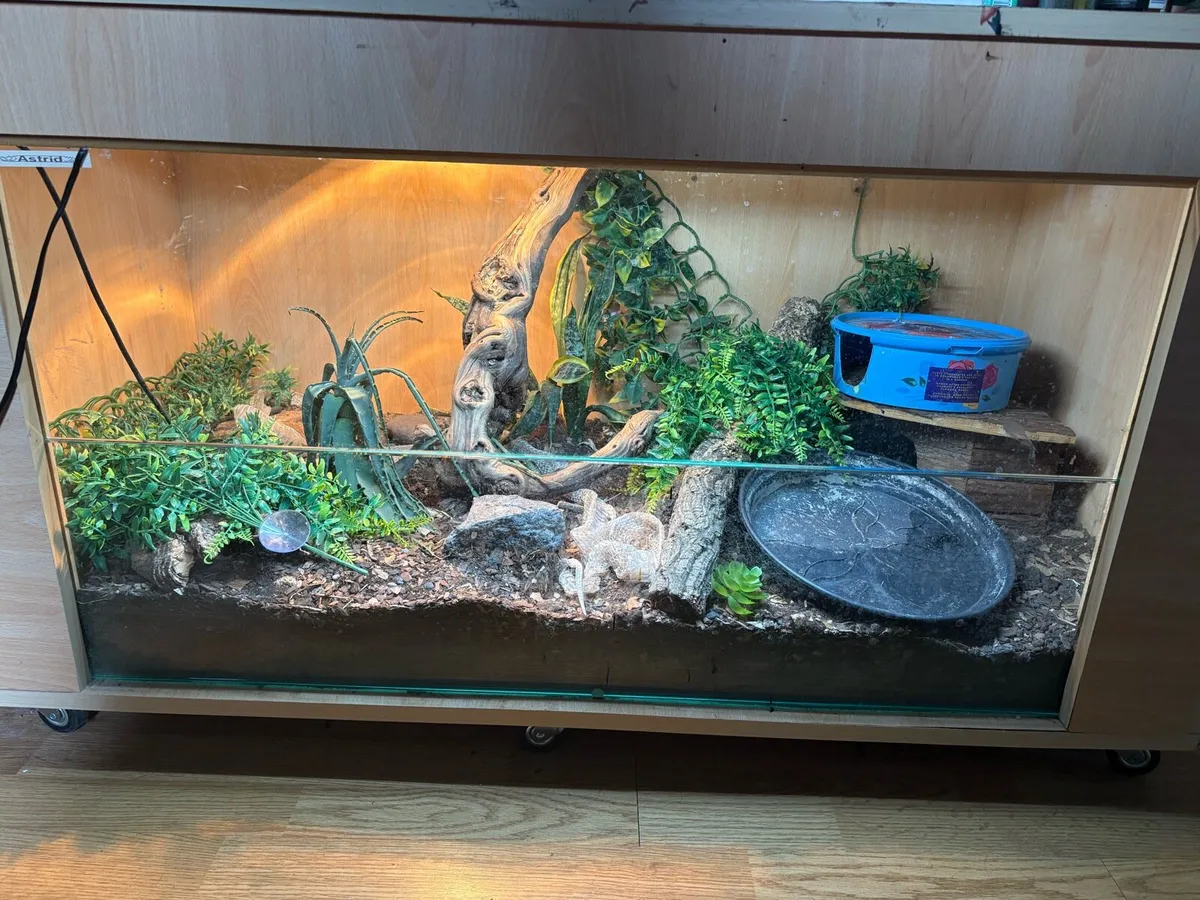 Corn snake and enclosure - Image 3
