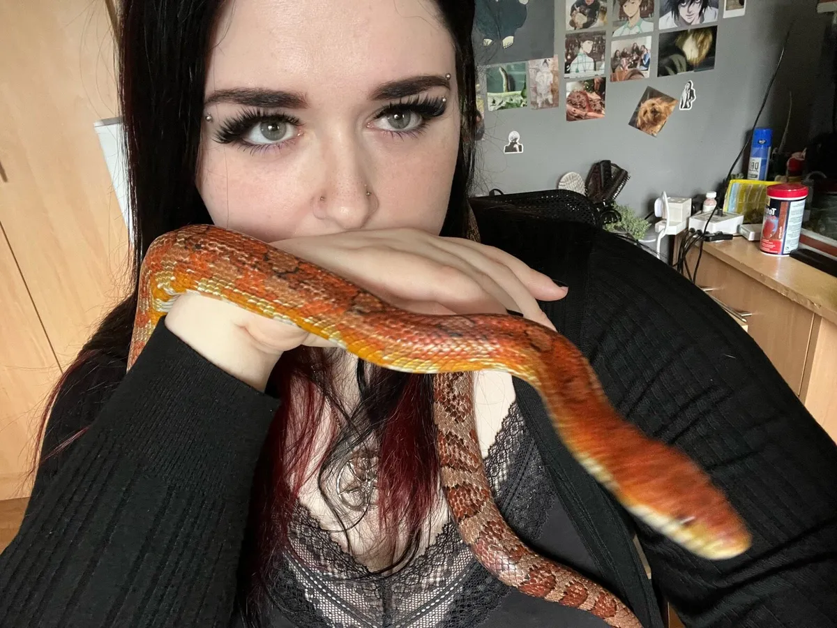 Corn snake and enclosure - Image 4