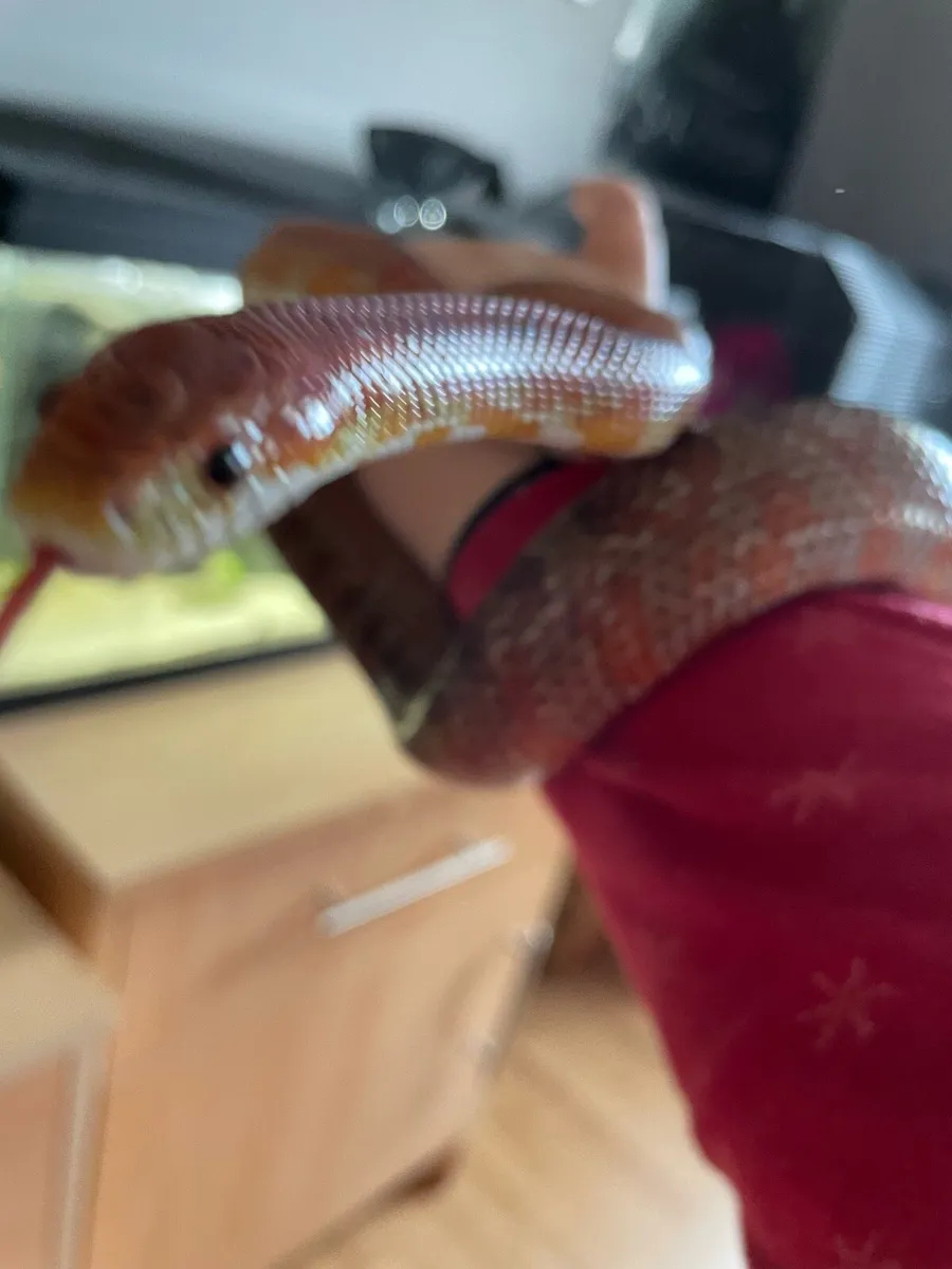 Corn snake and enclosure - Image 4