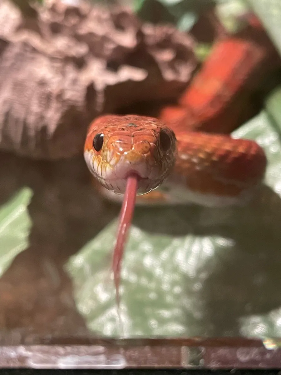 Corn snake and enclosure - Image 1