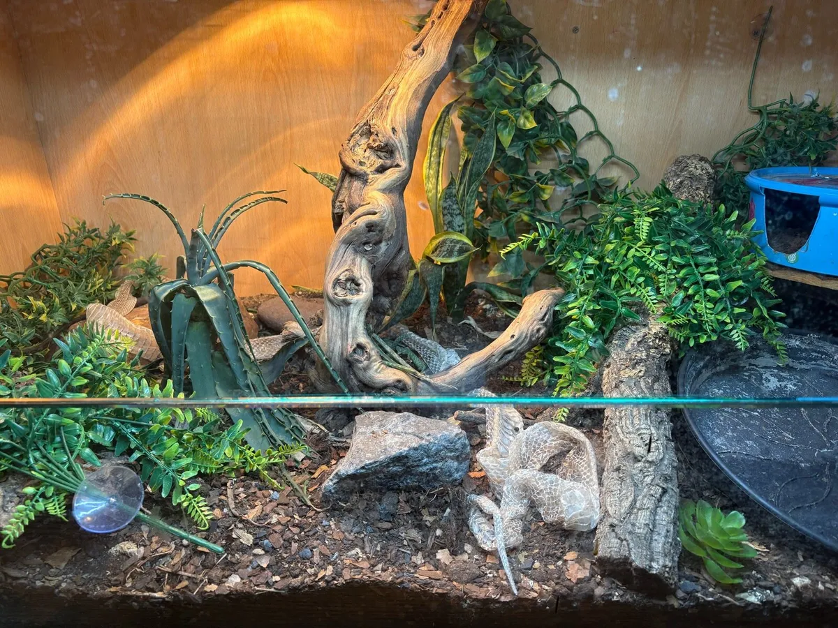 Corn snake and enclosure - Image 2