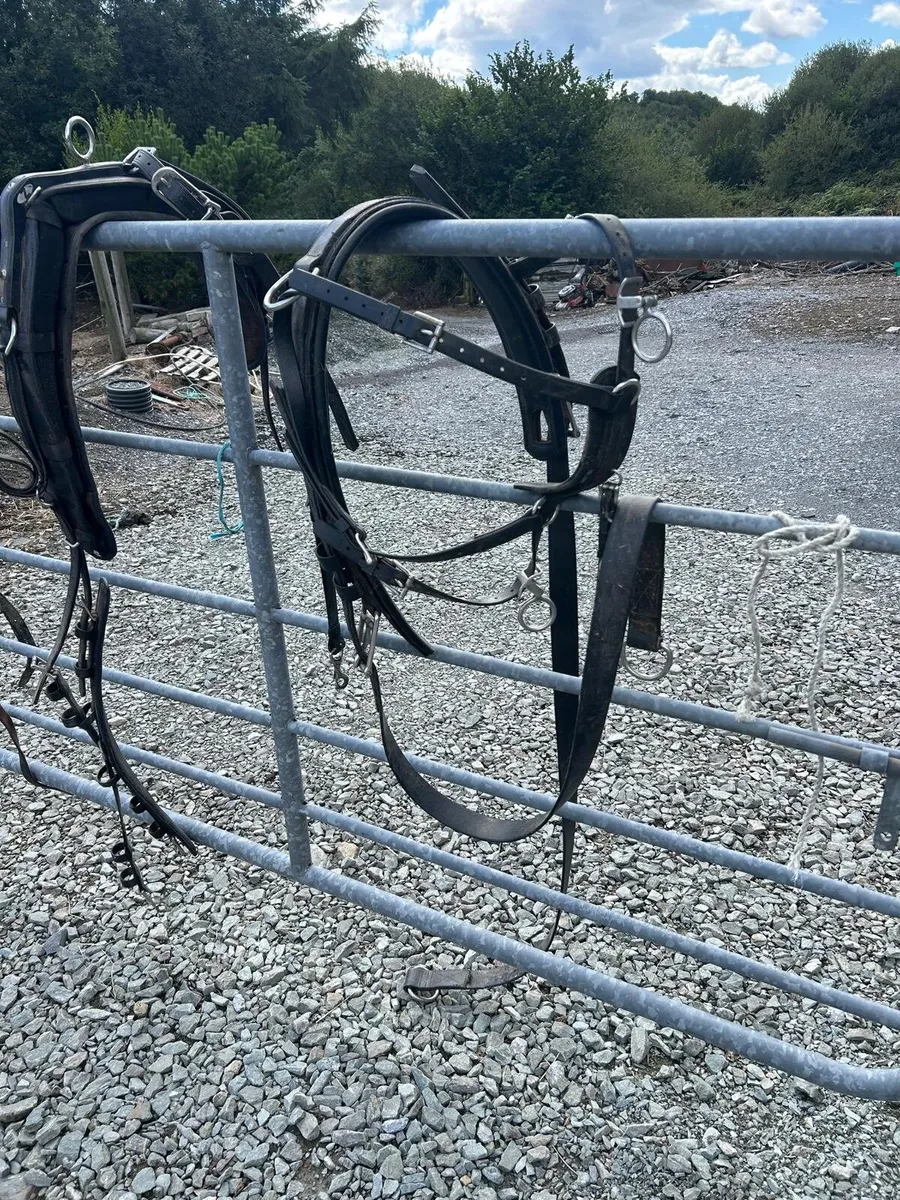Zilco classic driving harness - Image 4