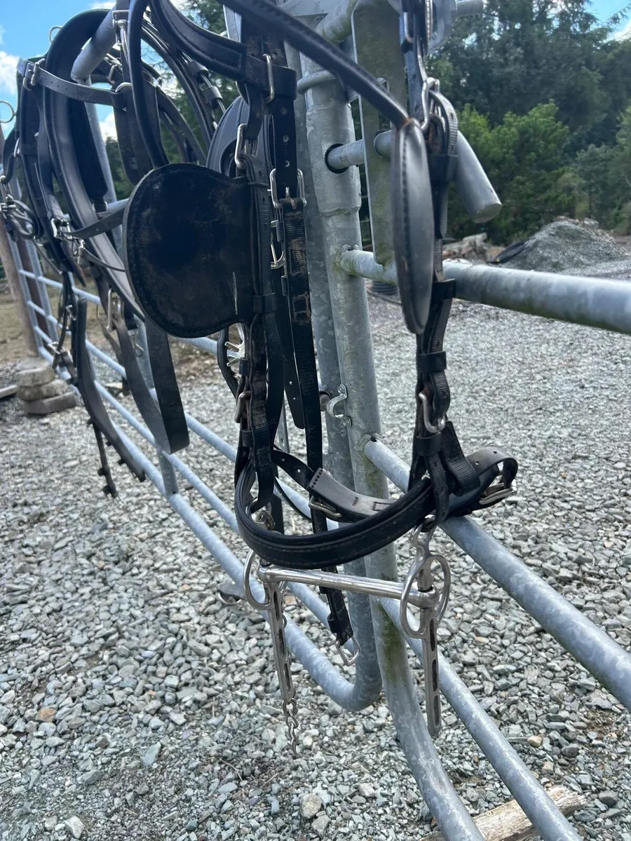 Zilco classic driving harness - Image 1