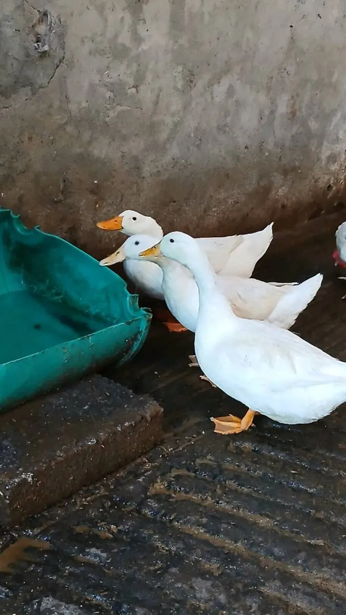 Prebreed aylesbury ducking - Image 4