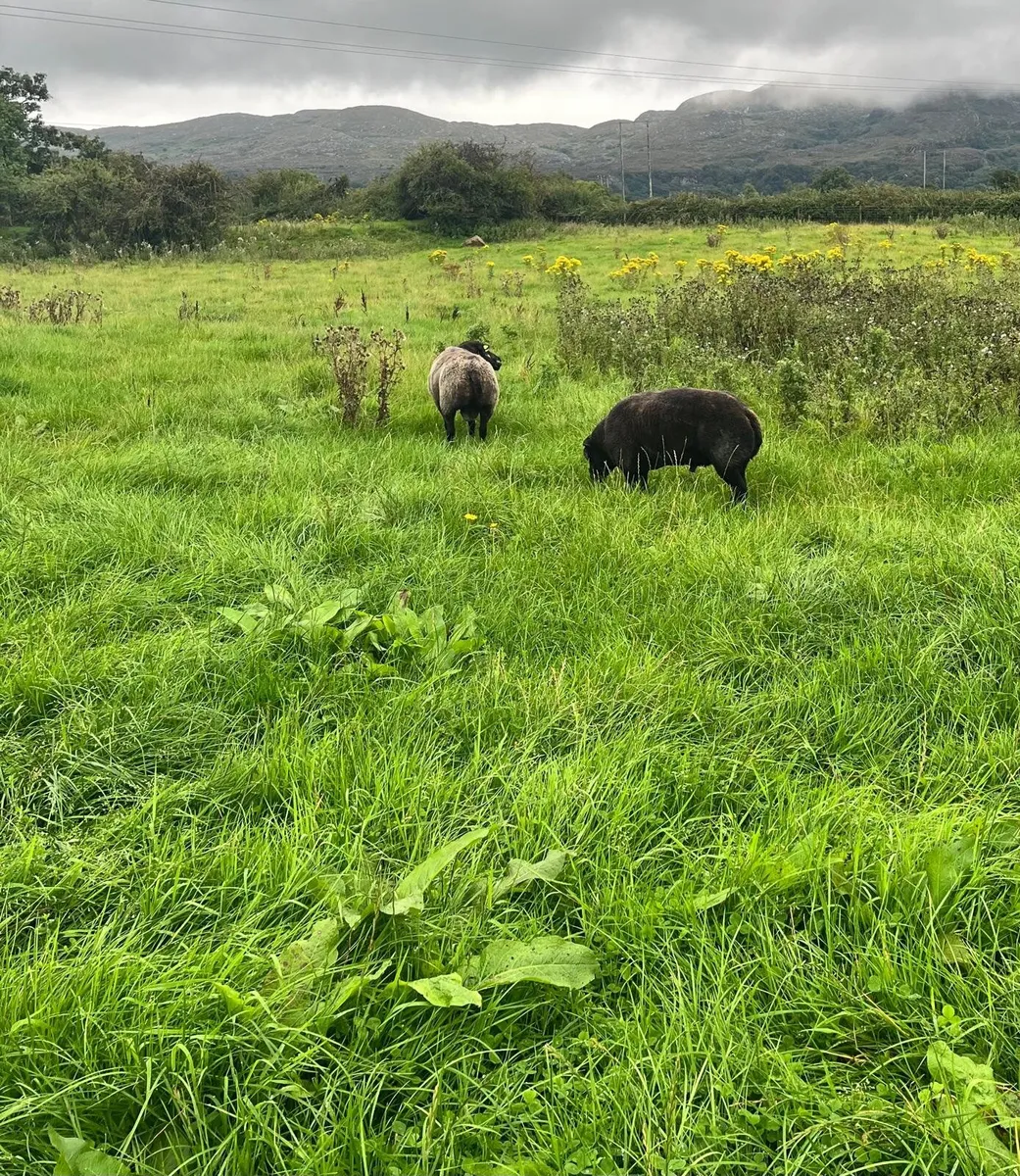 Rams - Image 4