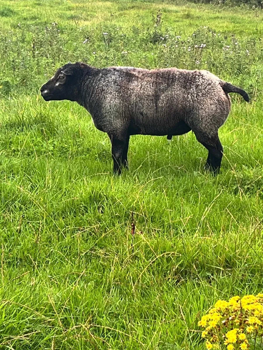 Rams - Image 1