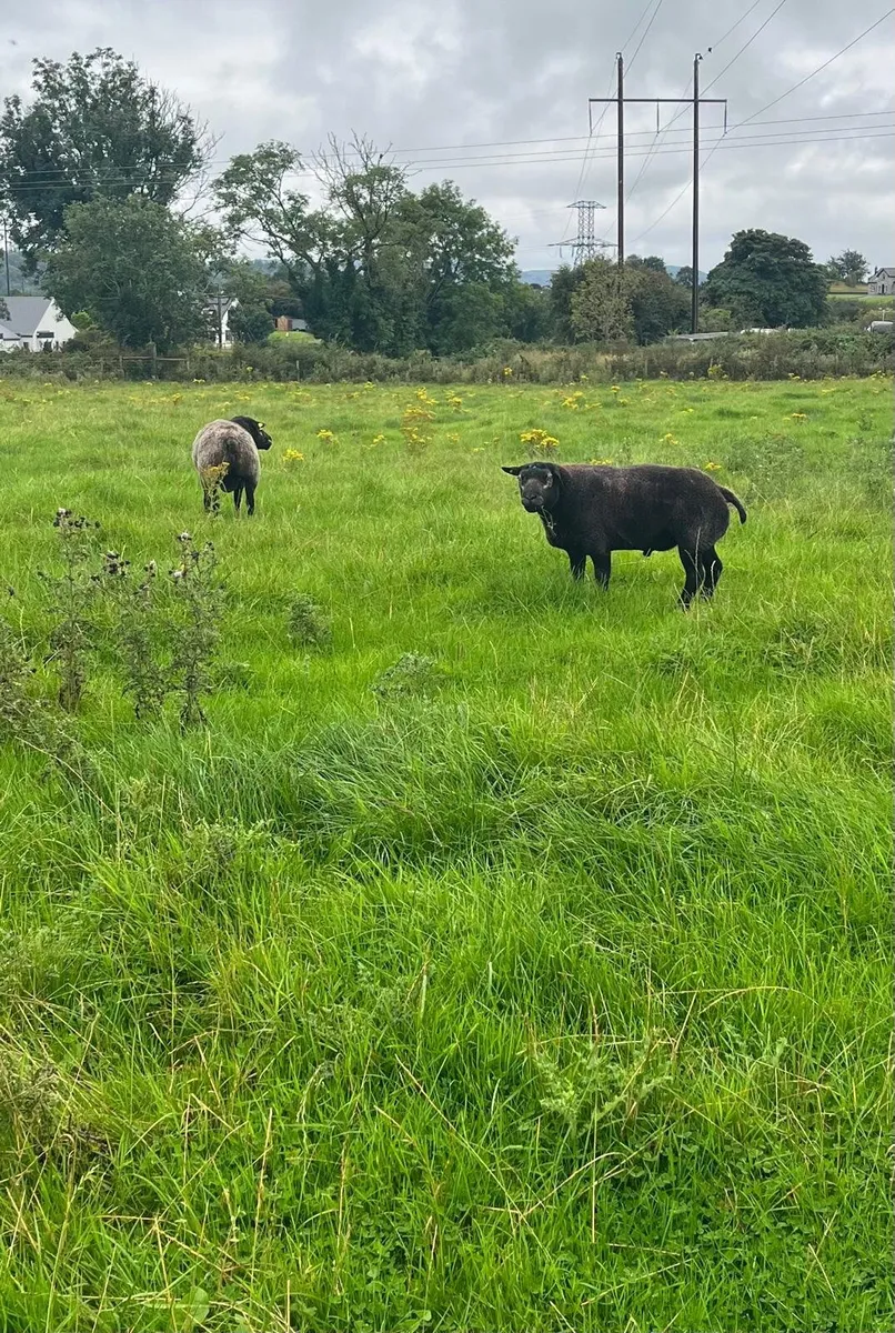 Rams - Image 2