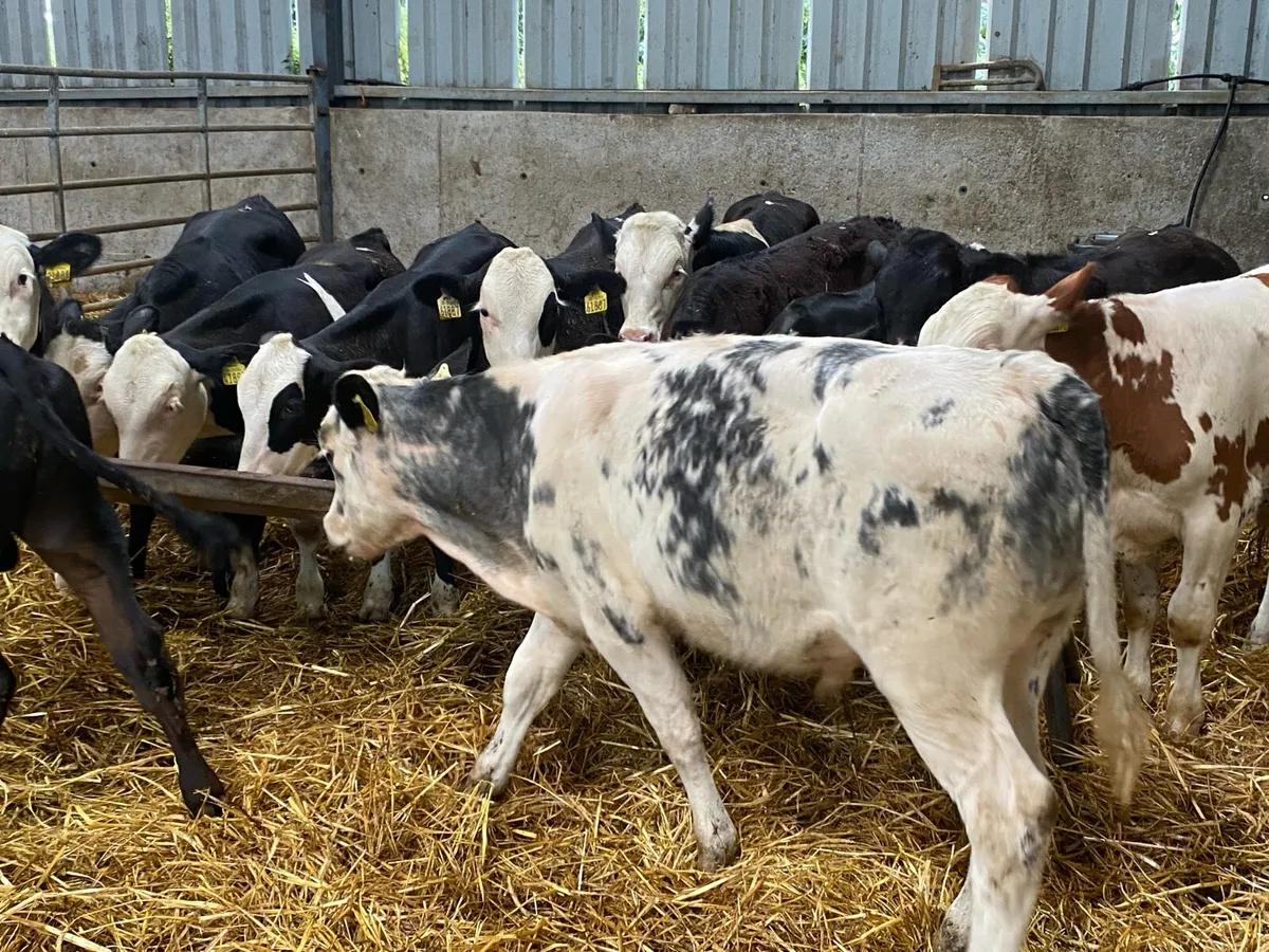 Super Weaned 250KG AA & BB Bull Weanlings - Image 2