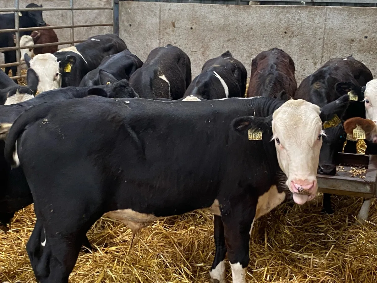 Super Weaned 250KG AA & BB Bull Weanlings - Image 3