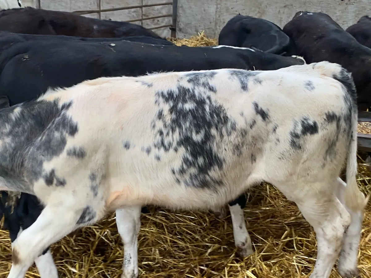 Super Weaned 250KG AA & BB Bull Weanlings - Image 4