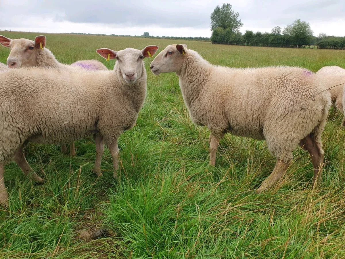 Friesland Charolais Cross ewe lambs - Image 2
