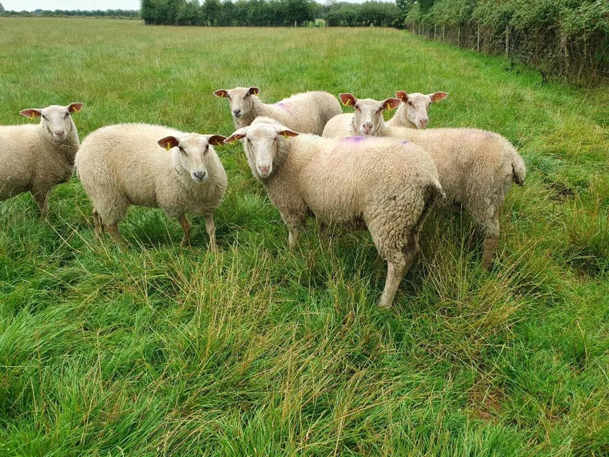 Friesland Charolais Cross ewe lambs - Image 3