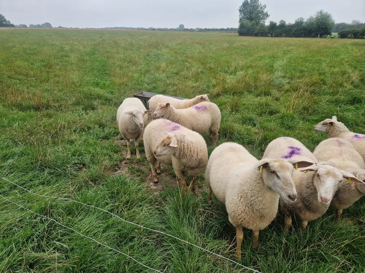 Friesland Charolais Cross ewe lambs - Image 4