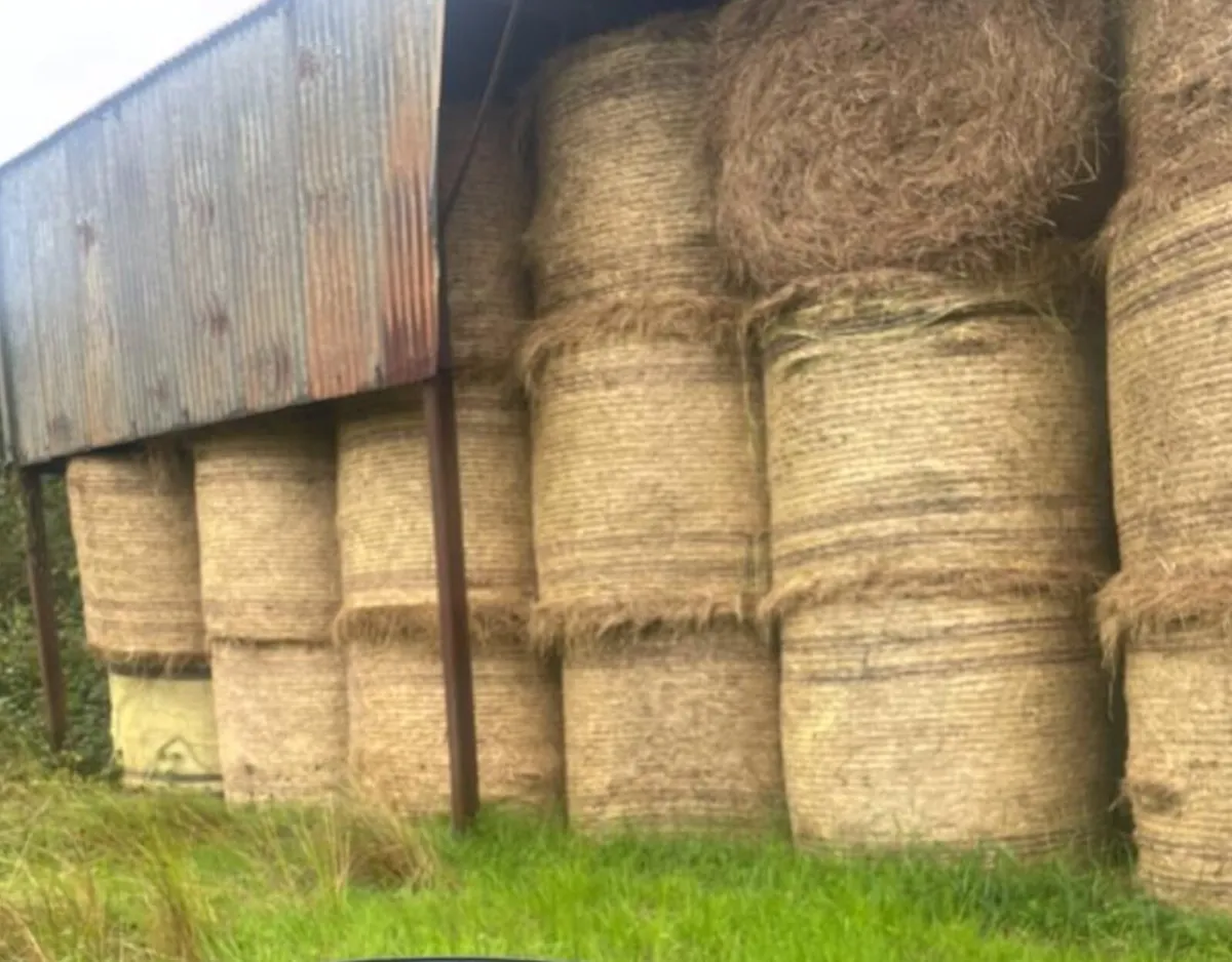 Hay - Image 1