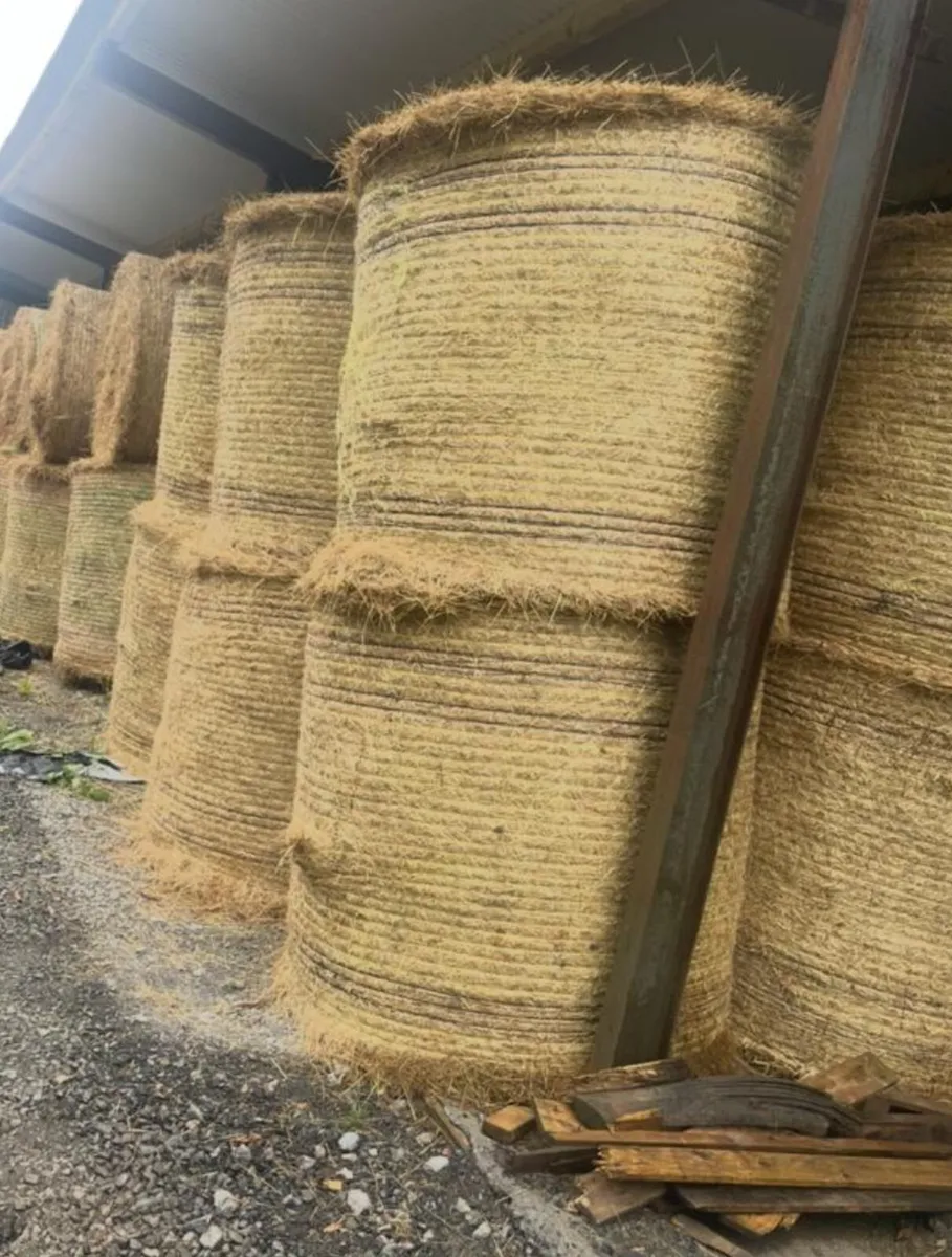 Hay - Image 2