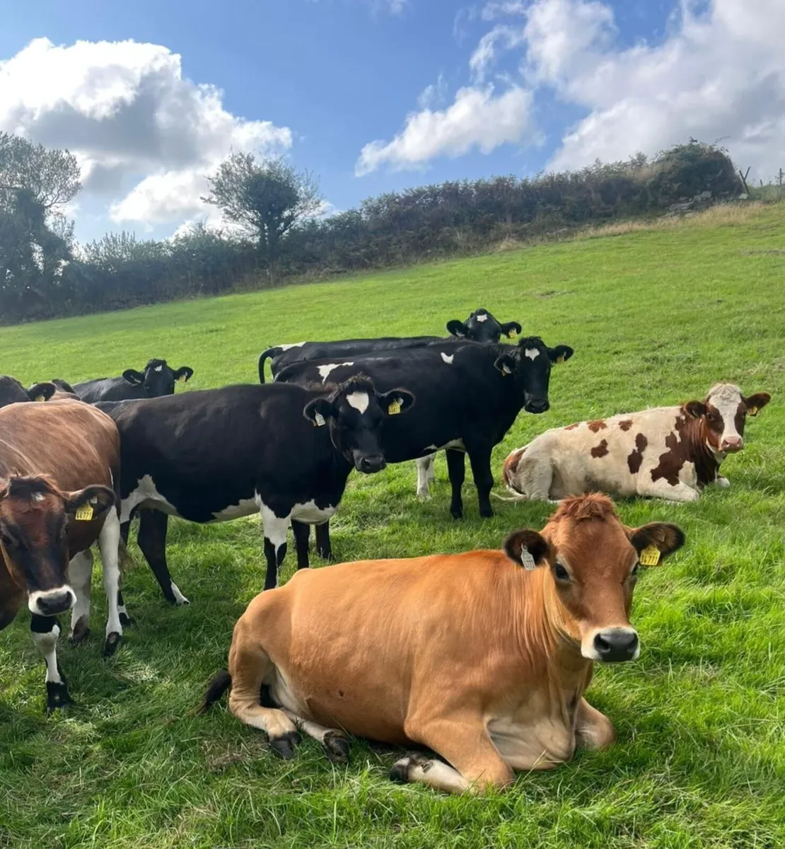 8 In calf heifers - Image 3