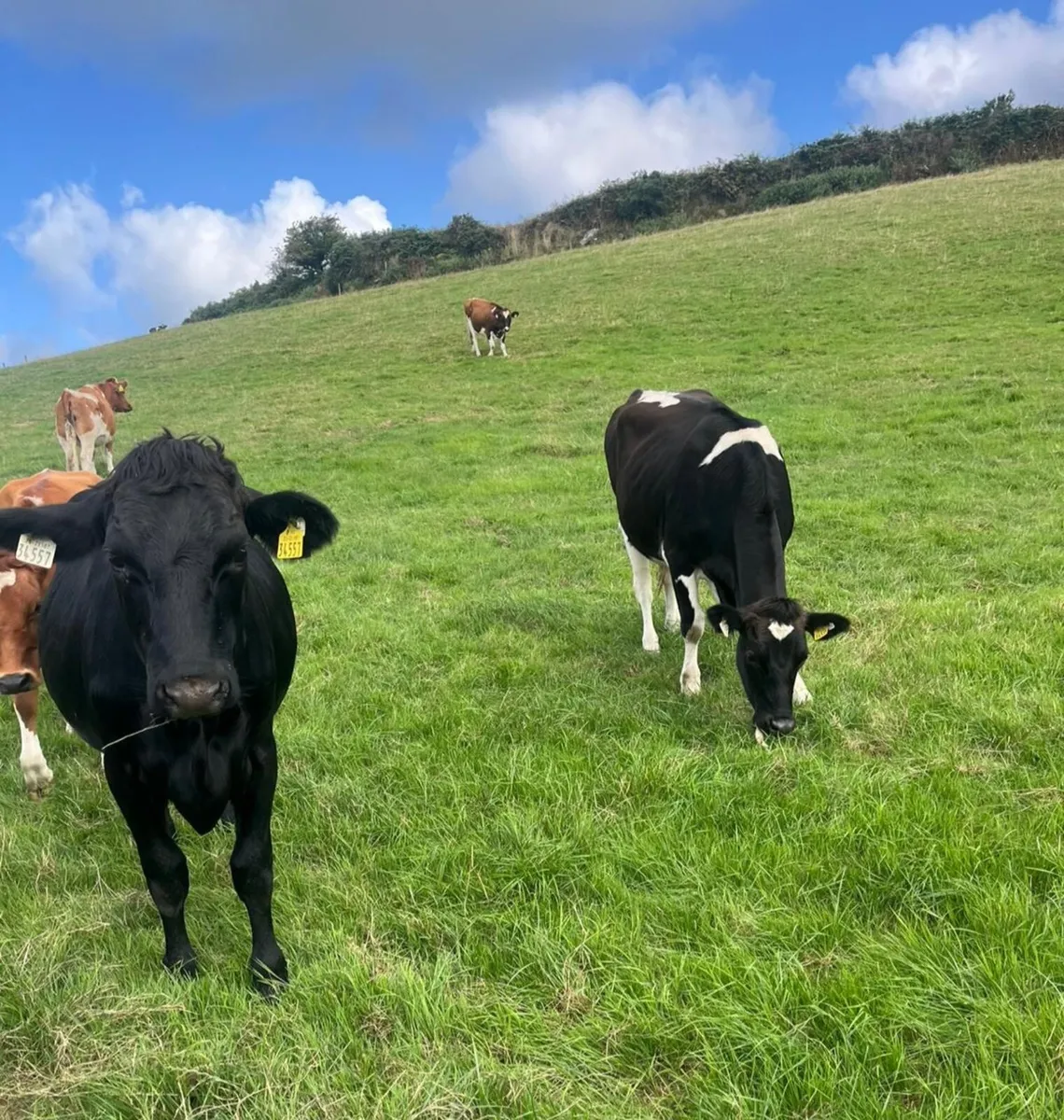 8 In calf heifers - Image 2