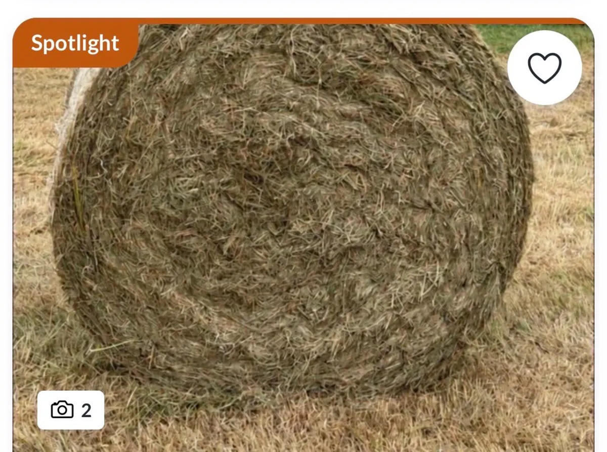 Hay