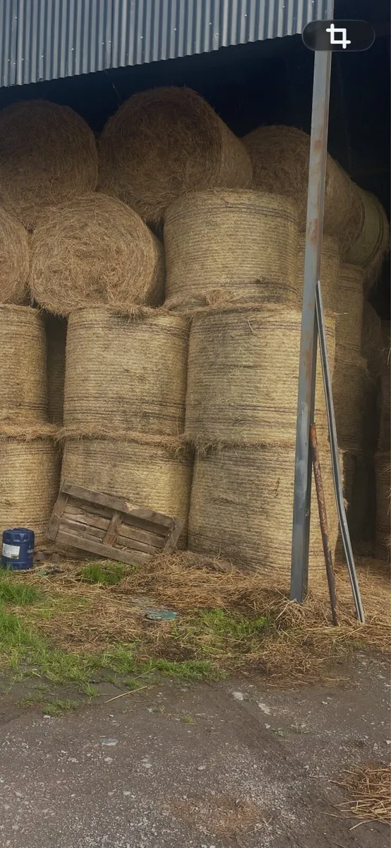 Hay - Image 3