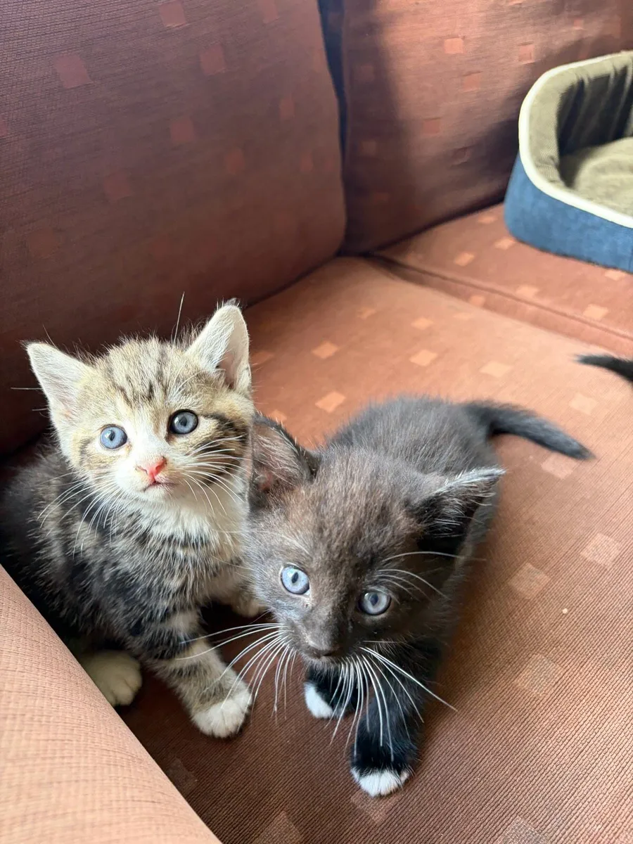 Kittens - Image 2