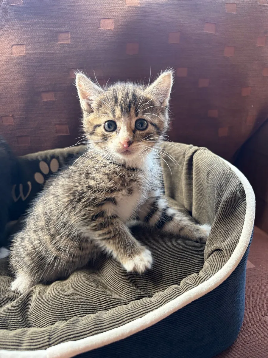 Kittens - Image 3