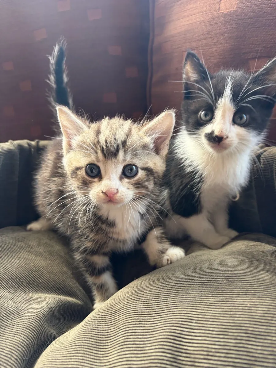 Kittens - Image 4