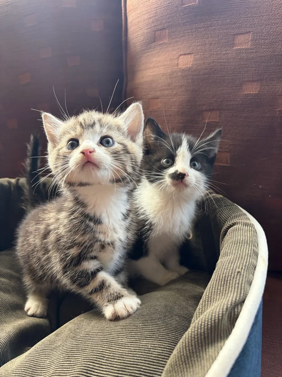 Kittens - Image 1