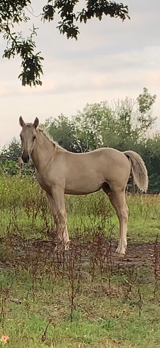Palomino filly - Image 4