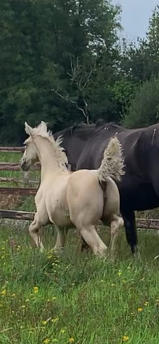 Palomino filly - Image 3