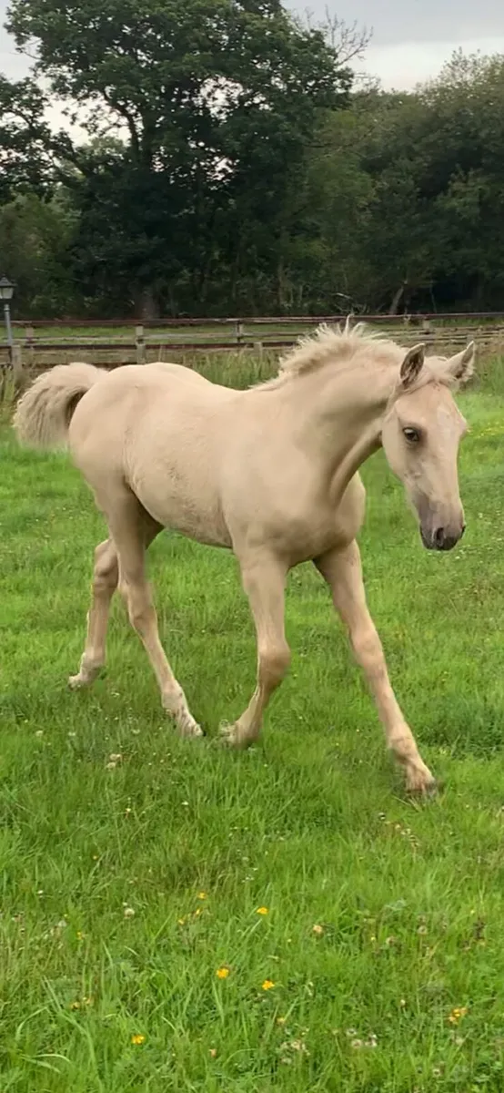 Palomino filly - Image 3
