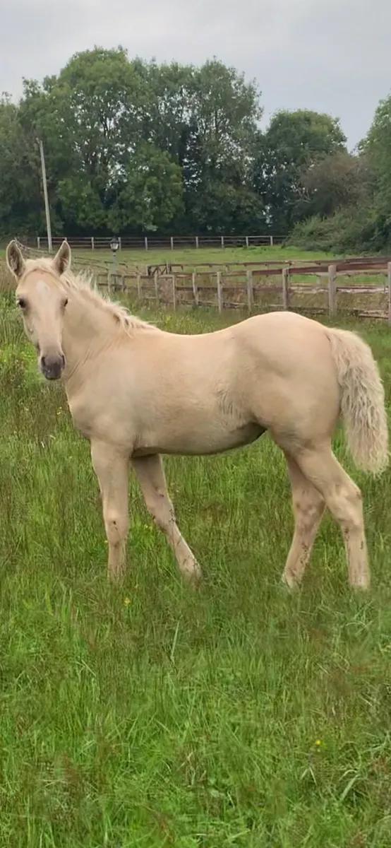 Palomino filly - Image 4