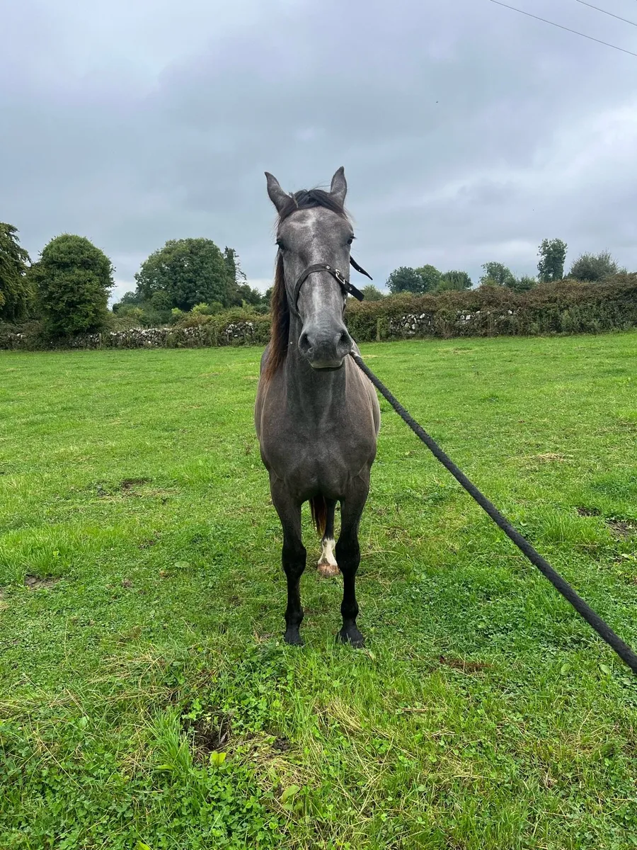 3 year old Irish draught - Image 4
