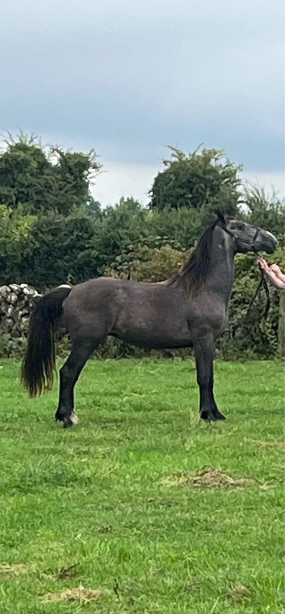 3 year old Irish draught - Image 1