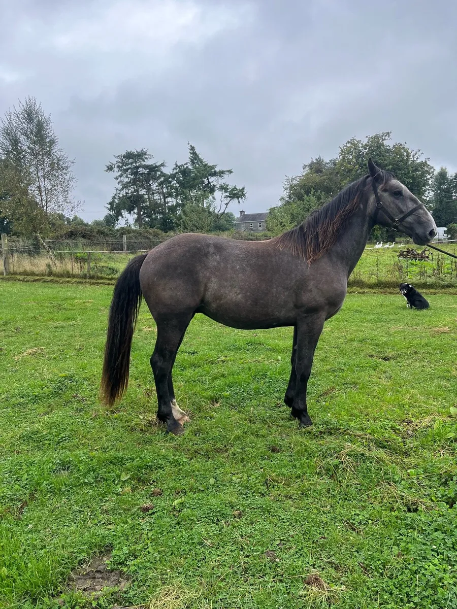 3 year old Irish draught - Image 3
