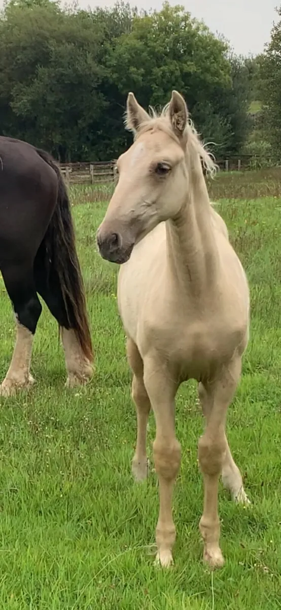 Palomino filly - Image 2