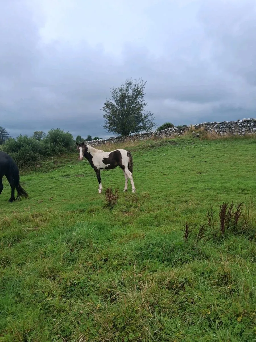 Cob foals - Image 3