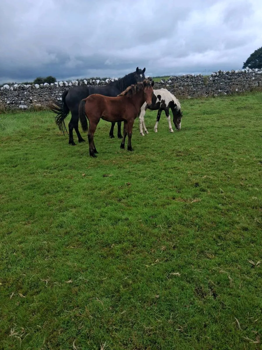 Cob foals - Image 1