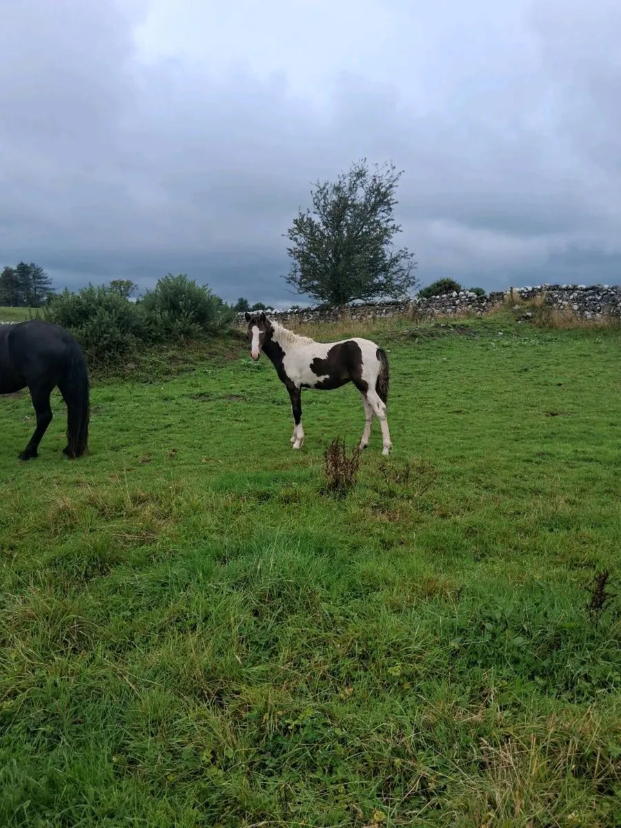 Cob foals - Image 2