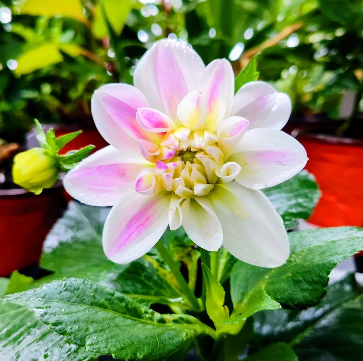 Plants