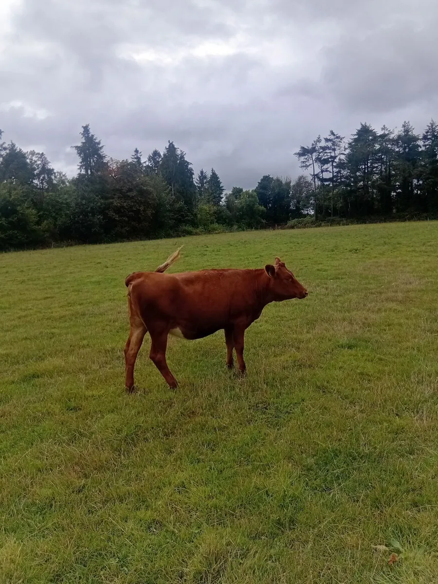 Dairy stock - Image 1