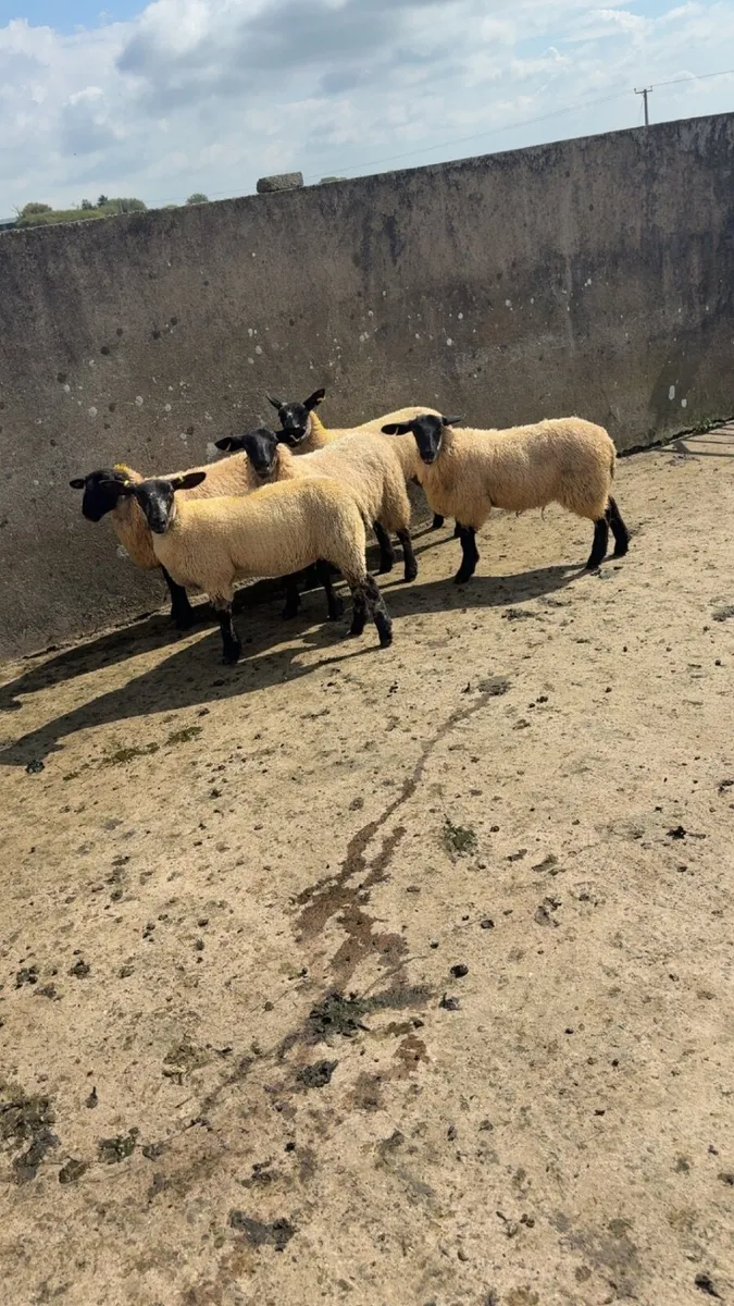 ewe lambs - Image 1