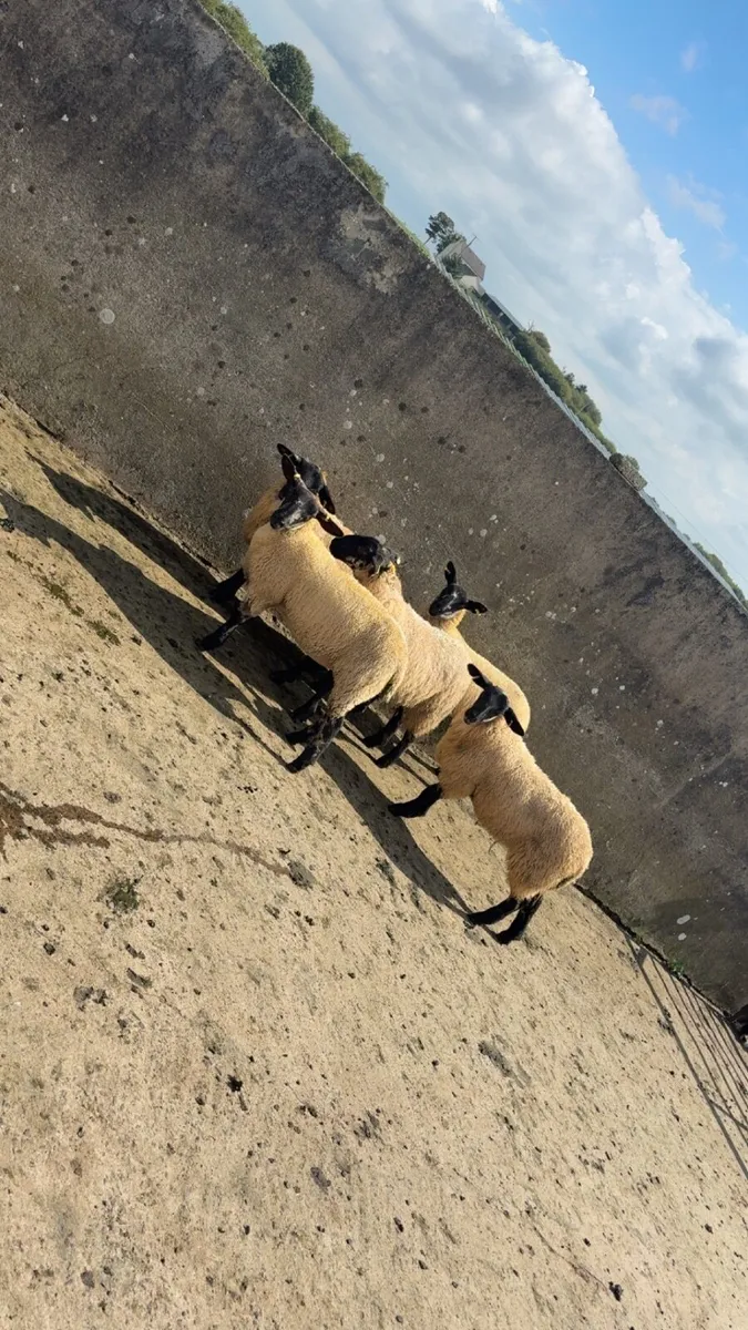ewe lambs - Image 2