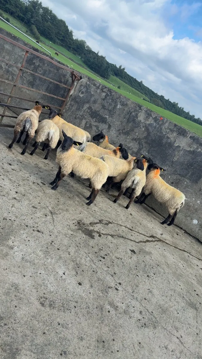 ewe lambs - Image 3