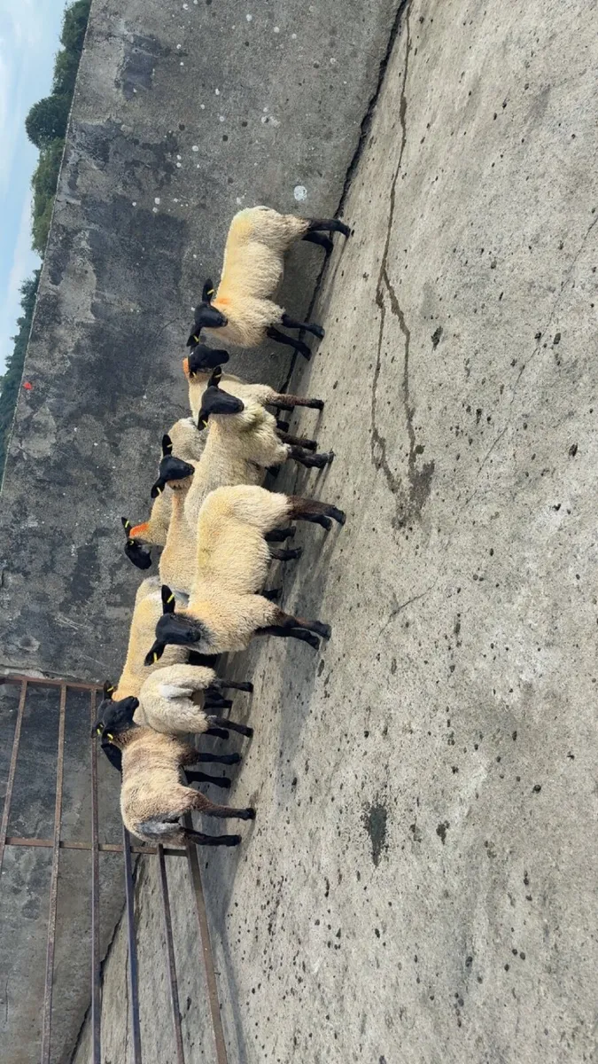 ewe lambs - Image 4