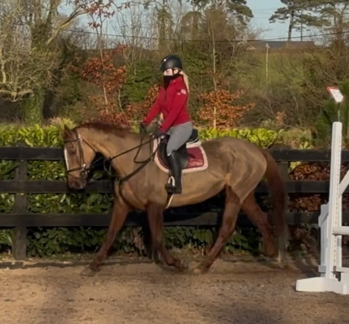 Allrounder - Image 2
